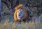 Kenya 101260.jpg